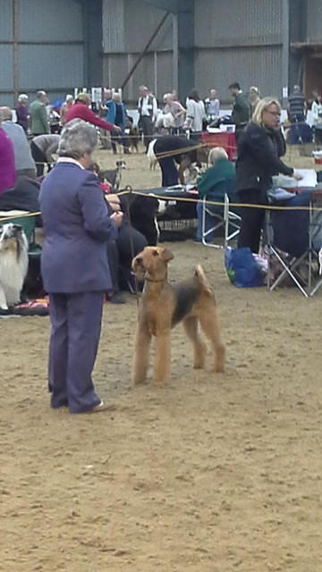 Best Of Breed Great Yarmouth Gorlestone & District Canine Society