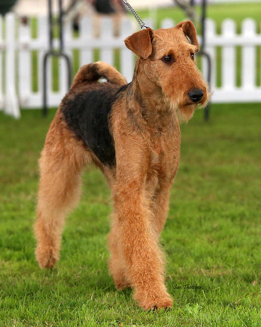 Brislines Born In The USA For Daedal