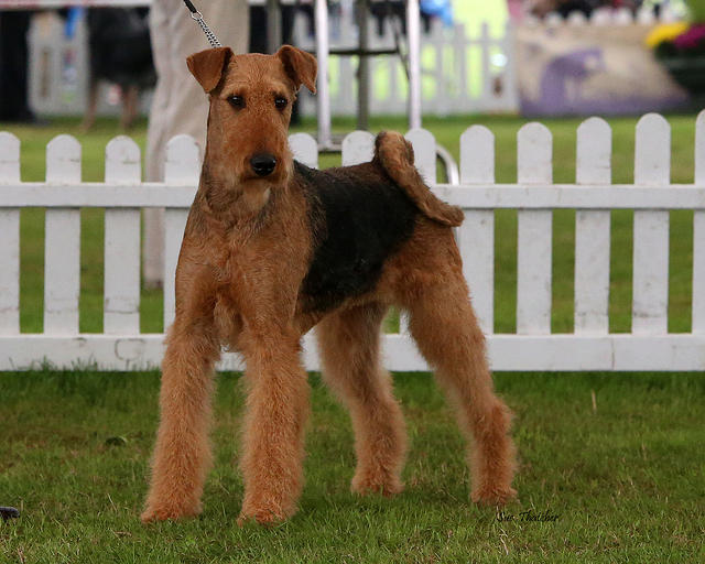 Brislines Born In The USA For Daedal