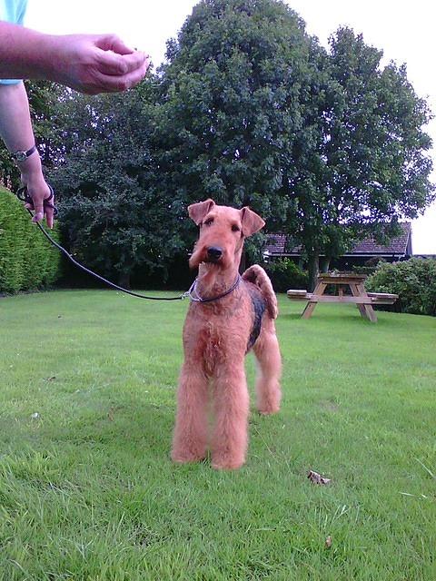 Brislines Born In The USA For Daedal