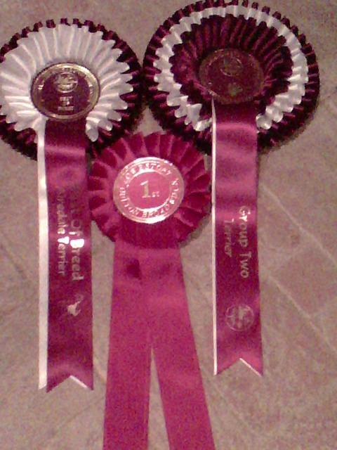 lowestoft open show 2015 001 "BRISLINES BORN IN THE USA FOR DAEDAL