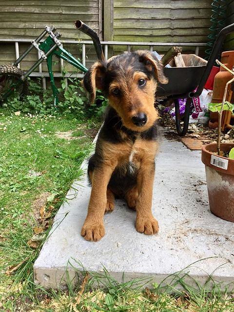 One of the puppies called "Rodney"