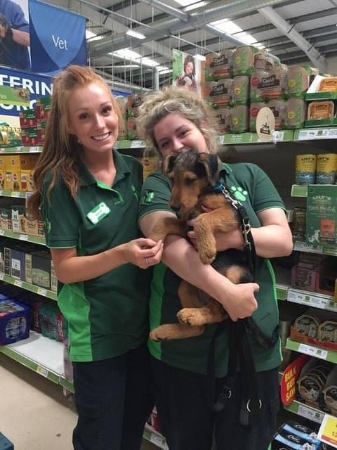 This is Rodney one of the Daedal Puppies