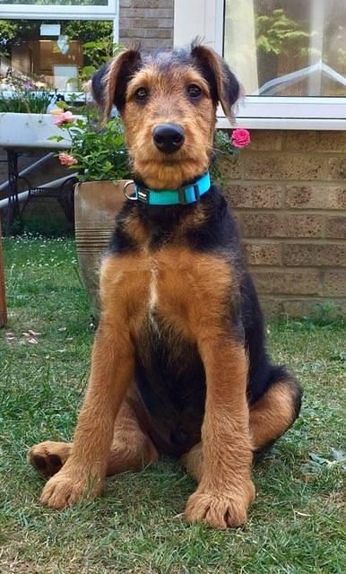 This is Rodney one of the Daedal Puppies