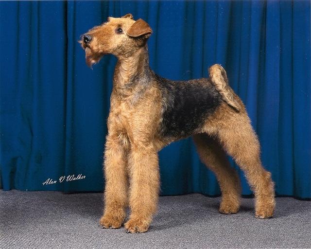 BRISLINES BORN IN THE USA FOR DAEDAL