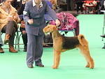 crufts 2014 053