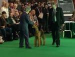 crufts 2015 "Brislines Born In The USA For Daedal"