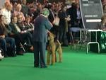 crufts 2015 "Brislines Born In The USA For Daedal"